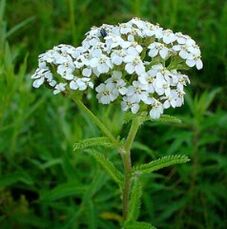 Yarrow avec arthrose